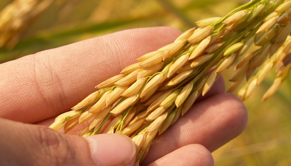 Giudicare gli altri: la parabola del grano e della zizzania
