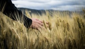 La parabola del grano e della zizzania