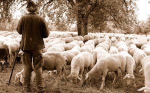 Il ruolo di un pastore