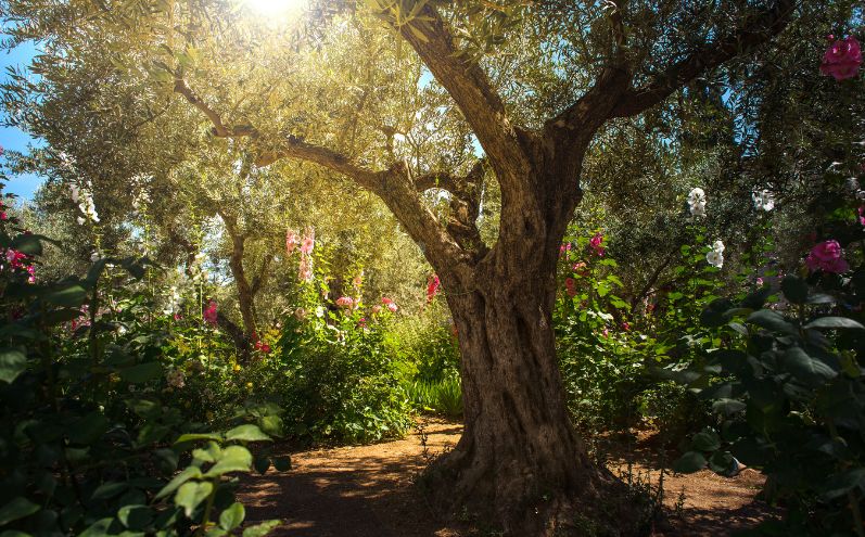 Giardino del Getsemani